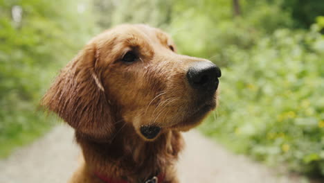 Golden-Retriever-Puppy-close-up-eyes-in-forest-trail