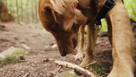 Cachorro-Golden-Retriever-Masticando-Un-Palo-En-El-Bosque
