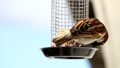 House-sparrow-in-home-garden-eating-food-from-feeding-cage-and-flies-away