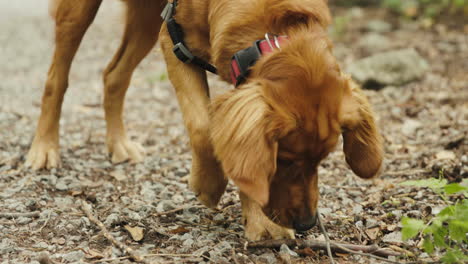 Cachorro-Golden-Retriever-Masticando-Un-Palo-En-Un-Sendero-De-Grava