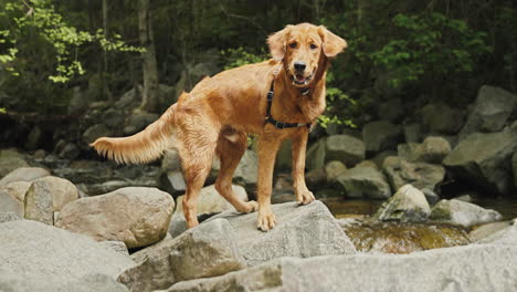 Cachorro-De-Golden-Retriever-Escalando-Rocas-Junto-A-Un-Pequeño-Río