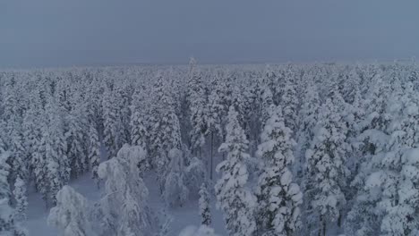 Schneebedeckte-Kiefern-Im-Wald-Im-Winter-In-Lappland,-Schweden