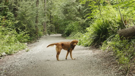 Golden-Retriever-Puppy-looking-back-to-camera-on-a-gravel-trail