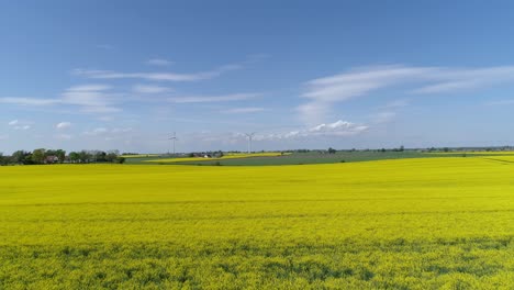 Yellow-Flowering-Rapeseed-Plants-With-Wind-Turbines-In-The-Distance