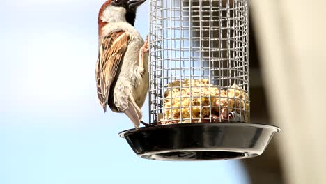 House-sparrow-in-home-garden-eating-food-from-feeding-cage-and-flies-away