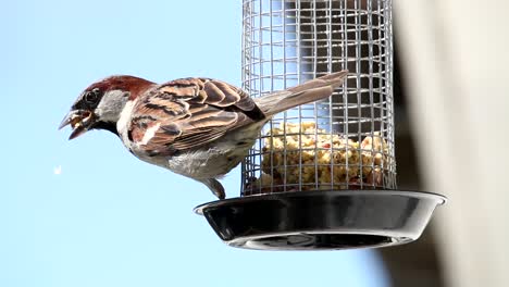 House-Eurasian-tree-sparrows-turns-feeding-on-cake-from-a-bird-feeder-hanging-near-the-window