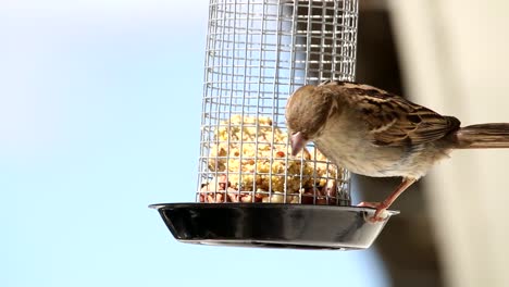 House-sparrows-in-home-garden-eating-food-from-feeding-cage