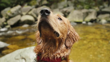 Cachorro-Golden-Retriever-De-Cerca-Mirando-Alrededor-Junto-Al-Río
