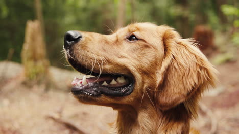 Cachorro-Golden-Retriever-Sonrisa-Perfecta-En-Un-Sendero-Forestal