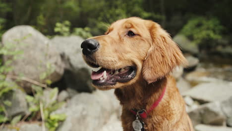 Cachorro-Golden-Retriever-Sonriendo-Junto-A-Un-Río-Forestal