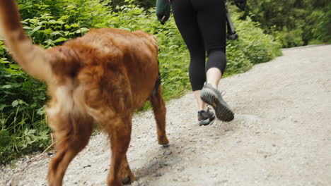 Golden-Retriever-Puppy-walking-on-a-trail-alongside-his-owner