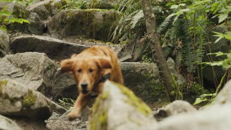 Golden-Retriever-Puppy-leaping-down-rocks-in-green-forest