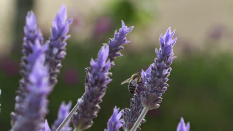 Bee-pollination-on-lavender-plants-in-a-field,-handheld-close-up