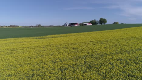 Fields-Of-Bright-Yellow-And-Green-Rapeseed-Crops-Against-Sunlight