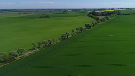 Stunning-View-Of-Tree-Alley-With-Road-In-Vast-Green-Fields-At-Skane-County,-Southern-Sweden
