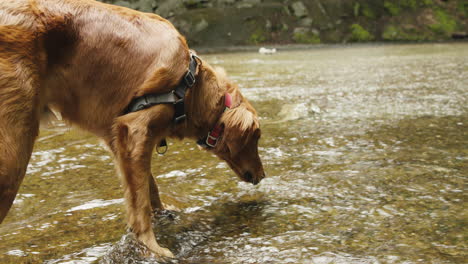 Golden-Retriever-puppy-drinking-water-our-of-small-stream