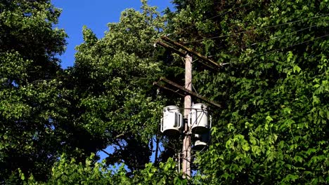 Spitze-Des-Telefonmastes-In-Bäumen