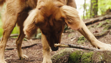 Golden-Retriever-Puppy-chewing-a-stick-in-a-forest-trail