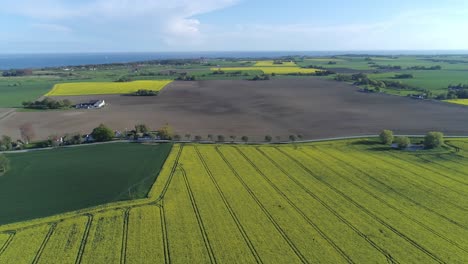 Scenic-Drone-View-Of-Rapeseed-Fields-On-A-Sunny-Day