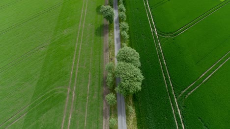 Carretera-Asfaltada-A-Través-De-Un-Callejón-De-árboles-Entre-Tierras-De-Cultivo-De-Hierba-De-Trigo-De-Primavera-Perenne-En-El-Condado-De-Skane,-En-El-Sur-De-Suecia