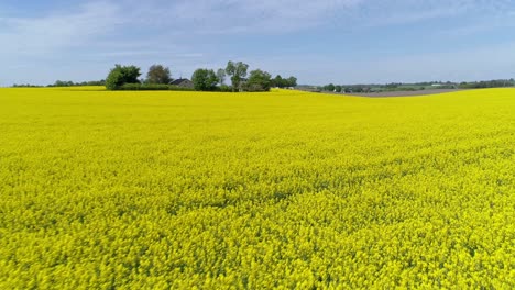 Panorama-Of-Rapeseed-Field-At-Countryside-In-Summer