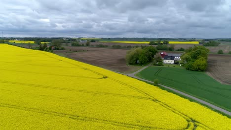 Aerial-View-Of-Yellow-Rapeseed-Field-In-Bloom-At-Spring-In-Scania-County,-Sweden