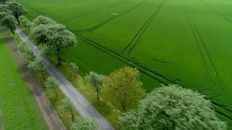View-Of-Empty-Road-Between-Trees-And-Evergreen-Fields-At-Skane-County,-Southern-Sweden