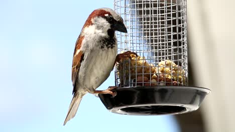 House-sparrow-comes-flying-in-home-garden-grabing-food-from-feeding-cage