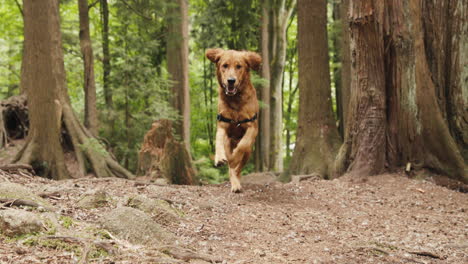 Golden-Retriever-Puppy-running-through-a-trail-in-a-forest
