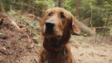 Golden-Retriever-Puppy-looking-around-in-forest-trail