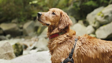 Cachorro-De-Golden-Retriever-Mirando-A-Su-Alrededor-Por-La-Orilla-Del-Río-Rocoso