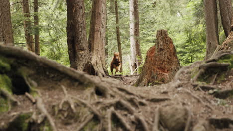 Golden-retriever-puppy-running-towards-camera-through-forest-trail