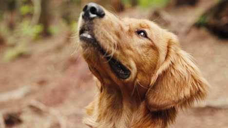 Cachorro-Golden-Retriever-Sonriendo-Y-Mirando-Alrededor-En-Un-Bosque