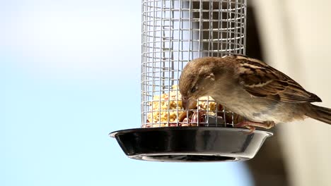 House-sparrow-in-outdoor-grabbing-food-from-feeding-cage