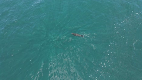 Aerial:-beautiful-sea-lion-swimming-and-breaching-and-playing-in-clear-blue-sea