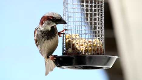House-sparrow-in-outdoor-grabbing-food-from-feeding-cage-in-blurred-background
