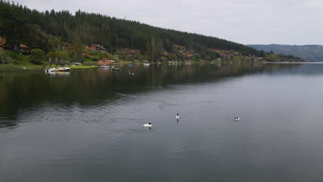 AERIAL---Black-necked-swans-in-Vichuquen-Lake,-Chile,-wide-spinning-shot