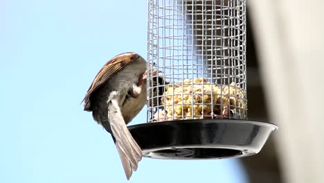 House-sparrow-in-outdoor-grabbing-food-from-feeding-cage