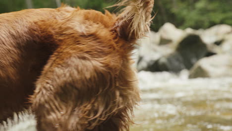Golden-Retriever-Puppy-close-up-fur-shaking-next-to-river