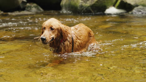 Cachorro-Golden-Retriever-Nadando-Y-Sacando-Un-Pequeño-Palo-De-Un-Río