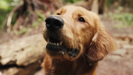 Golden-Retriever-Puppy-smiling-in-forest-trail