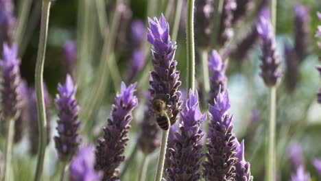 Bee-pollination-of-lavender-plants-in-a-field,-handheld-close-up