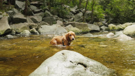 Cachorro-Golden-Retriever-En-Un-Pequeño-Río-Nadando-Y-Caminando