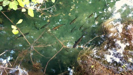 Fische,-Die-An-Einem-Sonnigen-Sommertag-In-Klarem-Wasser-In-Einem-Kleinen-Fluss-Mit-Einem-Ruhigen-Bach-Stehen