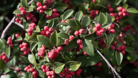 Ripe-Red-Hawthorn-Berries-On-Green-Bush-Branches