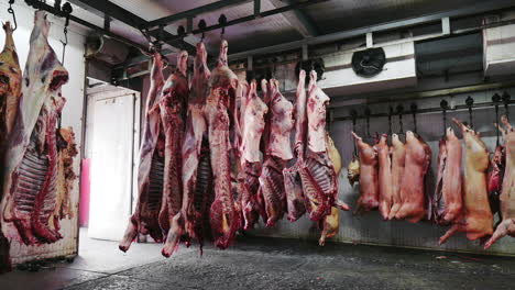 Freshly-Slaughtered-Pig-And-Beef-Carcass-Hanging-From-Meat-Hook-At-Slaughterhouse