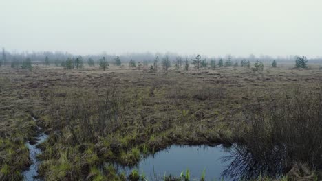 Sumpf-In-Einem-Nebel-Und-Nebel-Mit-Einzelnen-Stehenden-Bäumen-Und-Grauem-Gras-Und-Pflanzen-Drohnen-Fliegen-Vorwärts