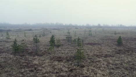 Sumpf-In-Einem-Nebel-Und-Nebel-Mit-Einzelnen-Stehenden-Bäumen-Und-Grauem-Gras-Und-Pflanzen,-Die-Aus-Der-Luft-Fliegen