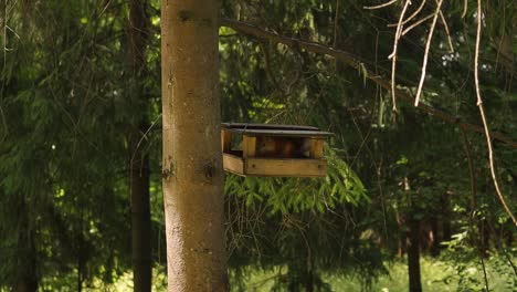 Red-squirrel-foraging-in-feeder-hung-on-forest-tree