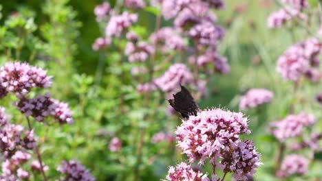 Close-up-of-peackock-butterfly-sitting-on-oregano-bloom-in-a-green-garden-on-a-sunny-summer-day